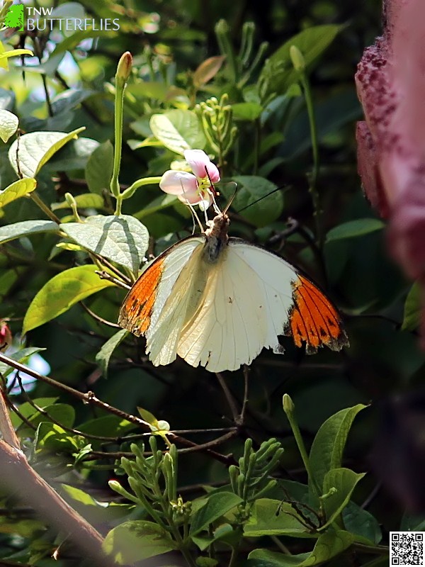 Great Orange Tip